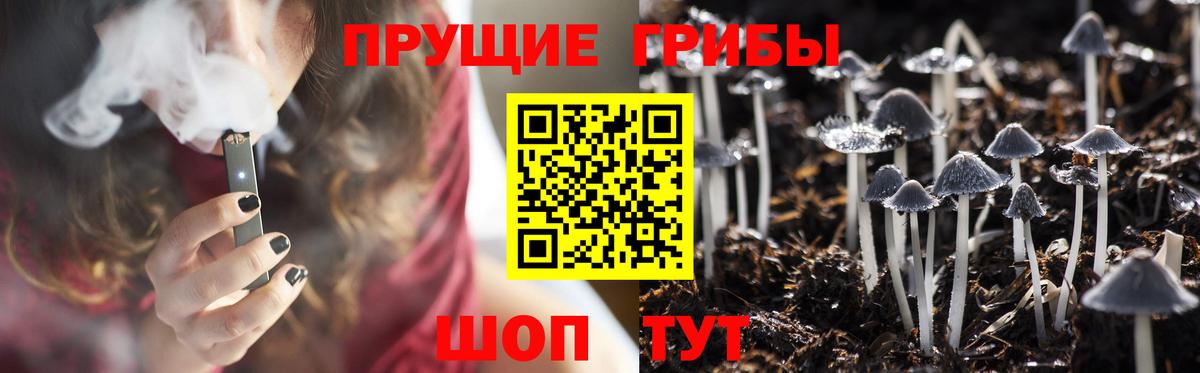 Галлюциногенные грибы Psilocybe Кострома